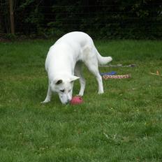 Hvid Schweizisk Hyrdehund Lucy