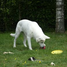 Hvid Schweizisk Hyrdehund Lucy