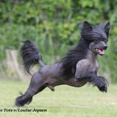 Chinese crested hårløs Lucky