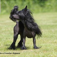 Chinese crested hårløs Lucky