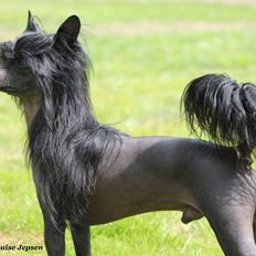 Chinese crested hårløs Lucky
