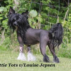 Chinese crested hårløs Nova