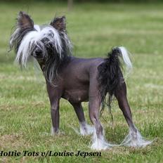 Chinese crested hårløs Ying ying