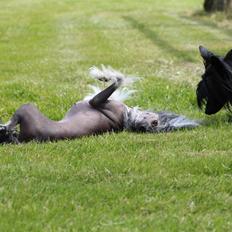 Chinese crested hårløs Ying ying