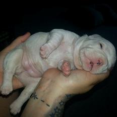 Fransk bulldog Karla