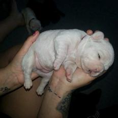 Fransk bulldog Karla