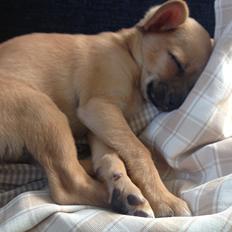 Blanding af racer chihuahua/papilon  Yrsa