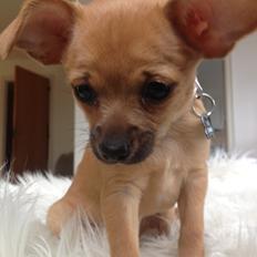 Blanding af racer chihuahua/papilon  Yrsa