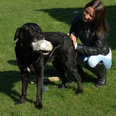 Labrador retriever Skipper