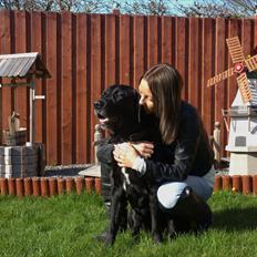 Labrador retriever Skipper