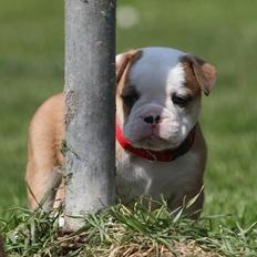Olde english bulldogge Drue's Laura