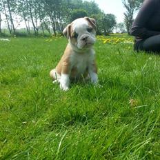 Olde english bulldogge Drue's Laura