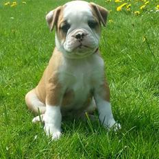 Olde english bulldogge Drue's Laura
