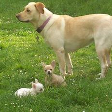 Blanding af racer Siggy