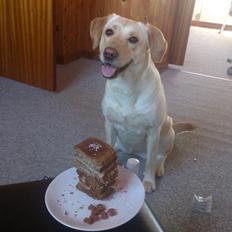 Blanding af racer Siggy