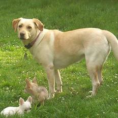 Blanding af racer Siggy