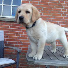 Labrador retriever Covo