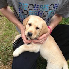 Labrador retriever Covo