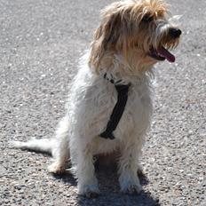 Blanding af racer Pjuske