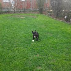 Fransk bulldog Bella