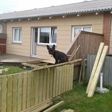 Fransk bulldog Bella