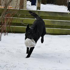 Schæferhund King