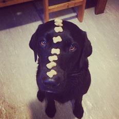 Labrador retriever Maggie