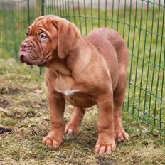 Dogue de bordeaux Tor