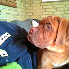 Dogue de bordeaux Tor