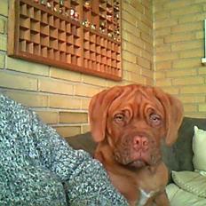 Dogue de bordeaux Tor
