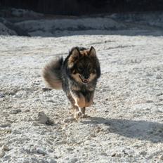 Finsk lapphund Balto