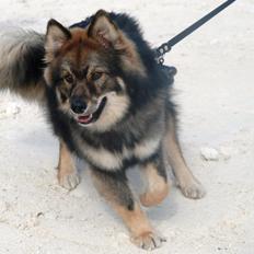Finsk lapphund Balto