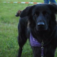 Blanding af racer Lady