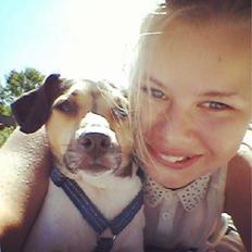 Dansk svensk gaardhund Charlie