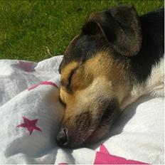 Dansk svensk gaardhund Charlie