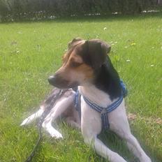 Dansk svensk gaardhund Charlie