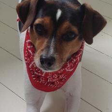 Dansk svensk gaardhund Molly