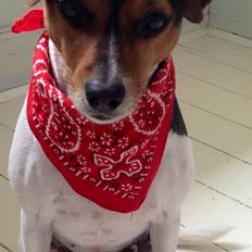 Dansk svensk gaardhund Molly