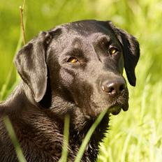 Labrador retriever Maggie