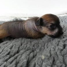 Chinese crested hårløs Crazy Little Diamonds Candy-Floss ( Aimee )