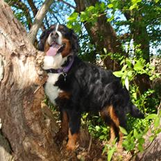 Berner sennenhund Nala *min eneste  ene*