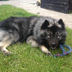 Eurasier Biker (Beiker)
