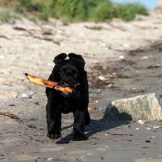 Labrador retriever | Hugo