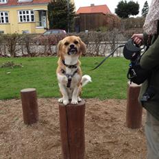 Blanding af racer Beagle/Shih tzu Mailo