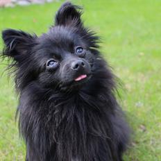 Pomeranian Louis