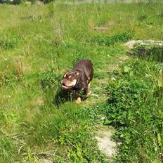 Olde english bulldogge Bulltok´s Basse