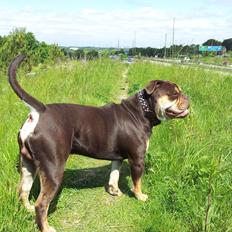 Olde english bulldogge Bulltok´s Basse