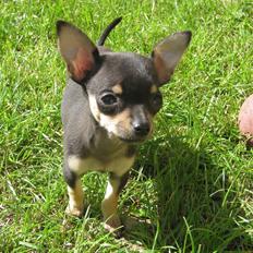 Chihuahua Cille