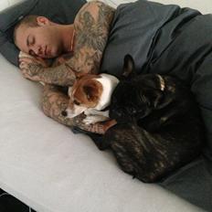 Fransk bulldog Fiona <3