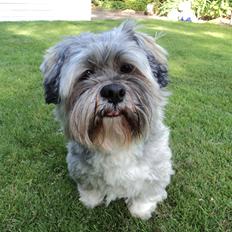 Lhasa apso Frido